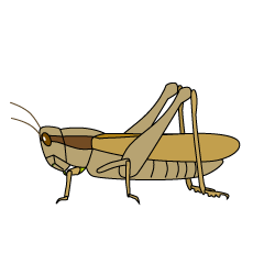 Brown Locust