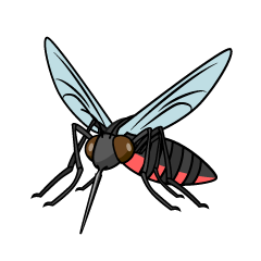 Sucking Mosquito