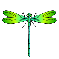 Yellow and Green Dragonfly