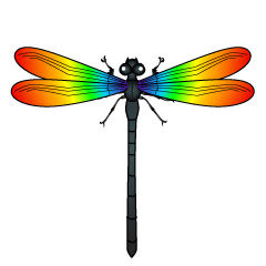  Rainbow Dragonfly