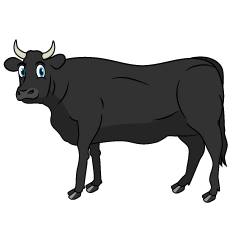 Looking Black Cattle