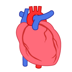 Corazón Arterial-Venoso