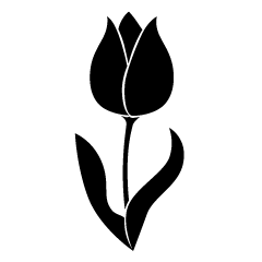 Black and White Tulip