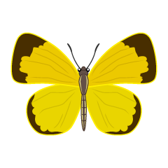 Mariposa cola de golondrina negra