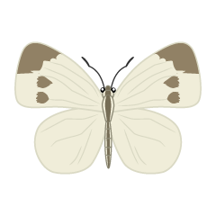 Mariposa cola de golondrina con lateral