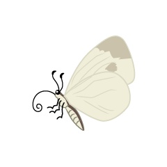 White Butterfly with Side
