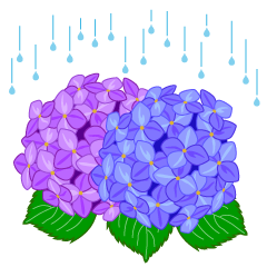 Raining Hydrangea Flower