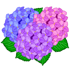 Three Hydrangea Flowers