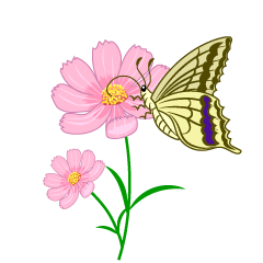Butterfly and Cosmos Flower