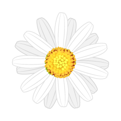 White Margaret　Flower