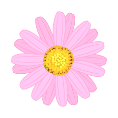 Pink Margaret　Flower