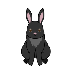 Frente de conejo negro