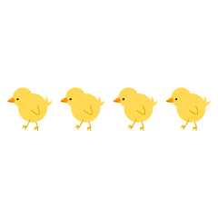 Chicks Walking
