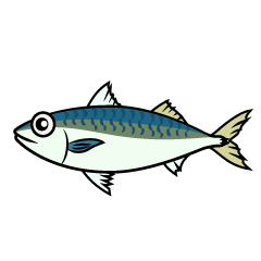 Mackerel Fish