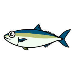 Yellowtail Fish