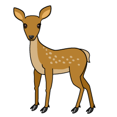 Fawn Deer