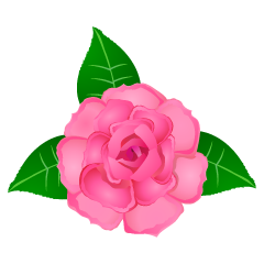 Flor rosa rosa
