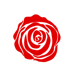Sólo una simple flor de rosa roja