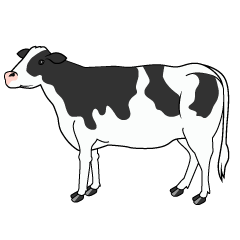 Cow with No Horns