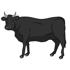 Black Cow Looking