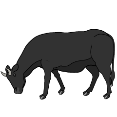 Black Cow Eating