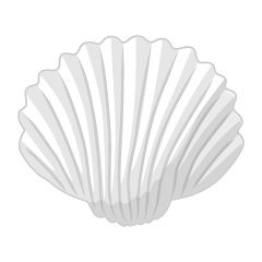 White Seashell