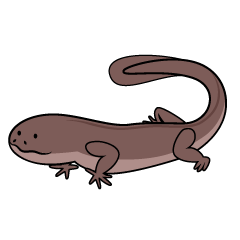 Cute Salamander