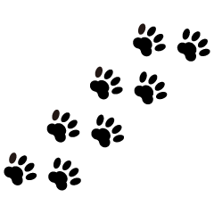 Dog Footprints