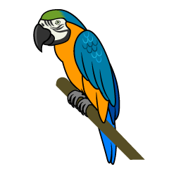 Blue and Orange Parrot 