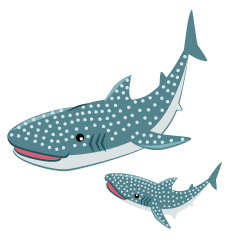 Parent and Child Whale Shark