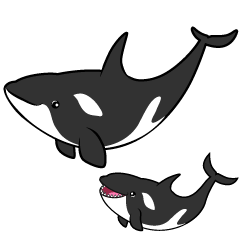 Parent and Child Killer Whale