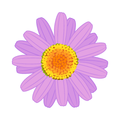 Purple Daisy Flower