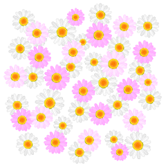 Lots of Pink and White Daisies